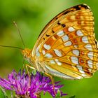 Feuriger Perlmutterfalter (Argynnis adippe)