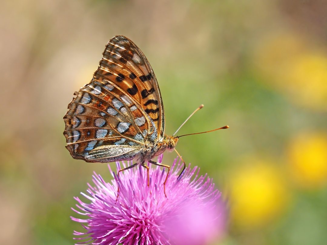 Feuriger Perlmutterfalter (Argynnis adippe) 