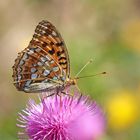 Feuriger Perlmutterfalter (Argynnis adippe) 