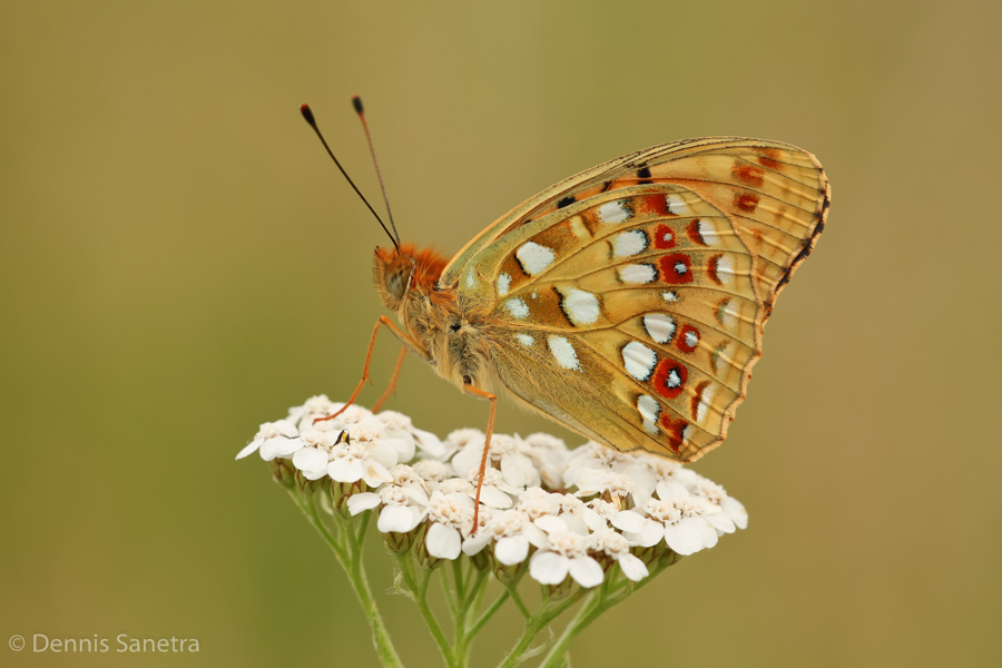 Feuriger Perlmutterfalter (Argynnis adippe)