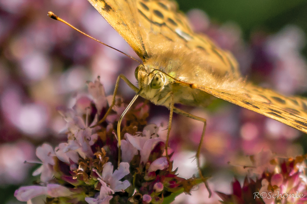 Feuriger Perlmutterfalter (Argynnis adippe)