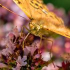 Feuriger Perlmutterfalter (Argynnis adippe)