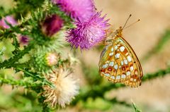 Feuriger Perlmutterfalter (Argynnis adippe)