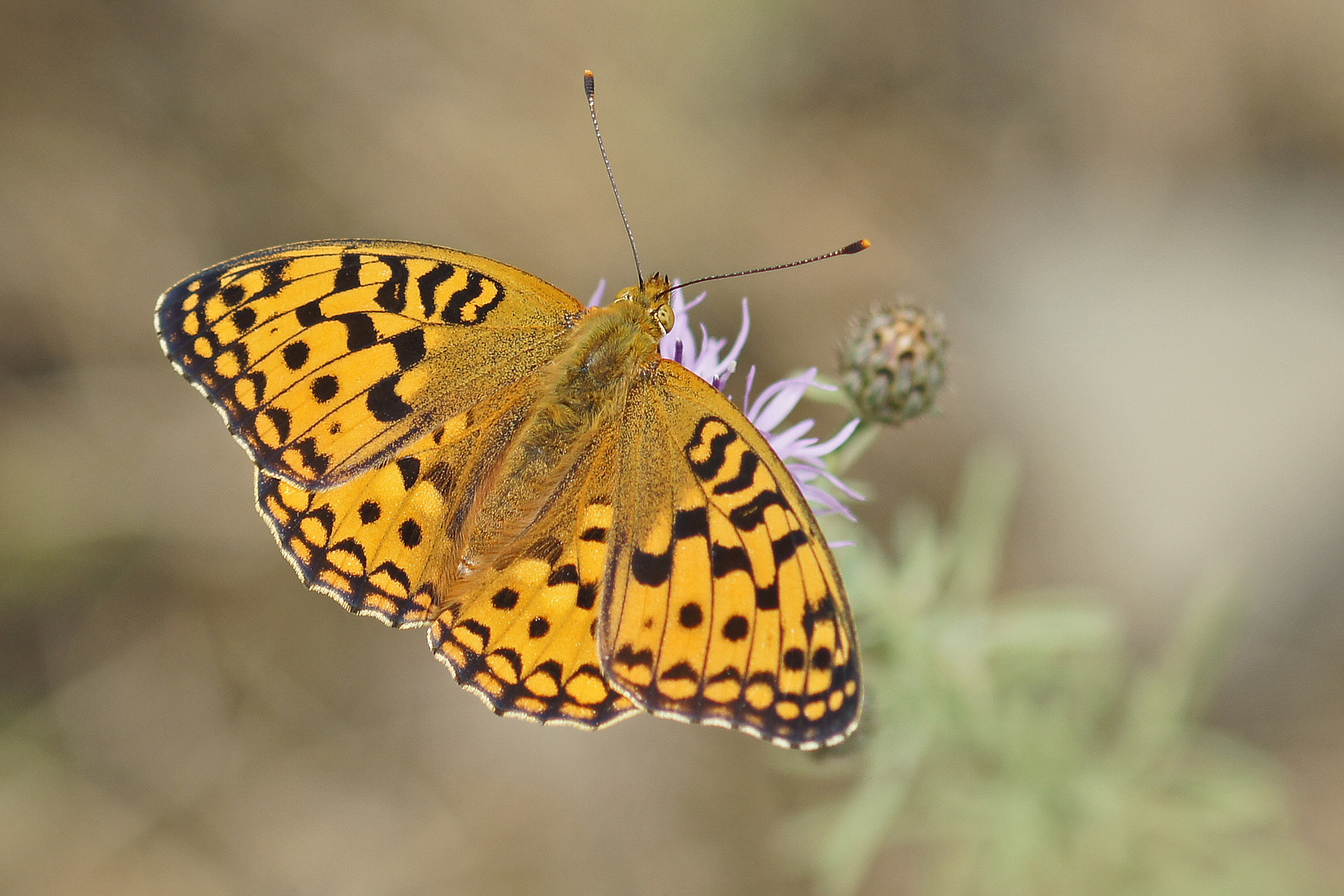 Feuriger Perlmutterfalter (Argynnis adippe), Weibchen