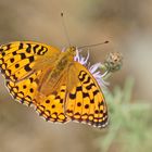 Feuriger Perlmutterfalter (Argynnis adippe), Weibchen