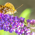 Feuriger Perlmutterfalter auf Sommerflieder