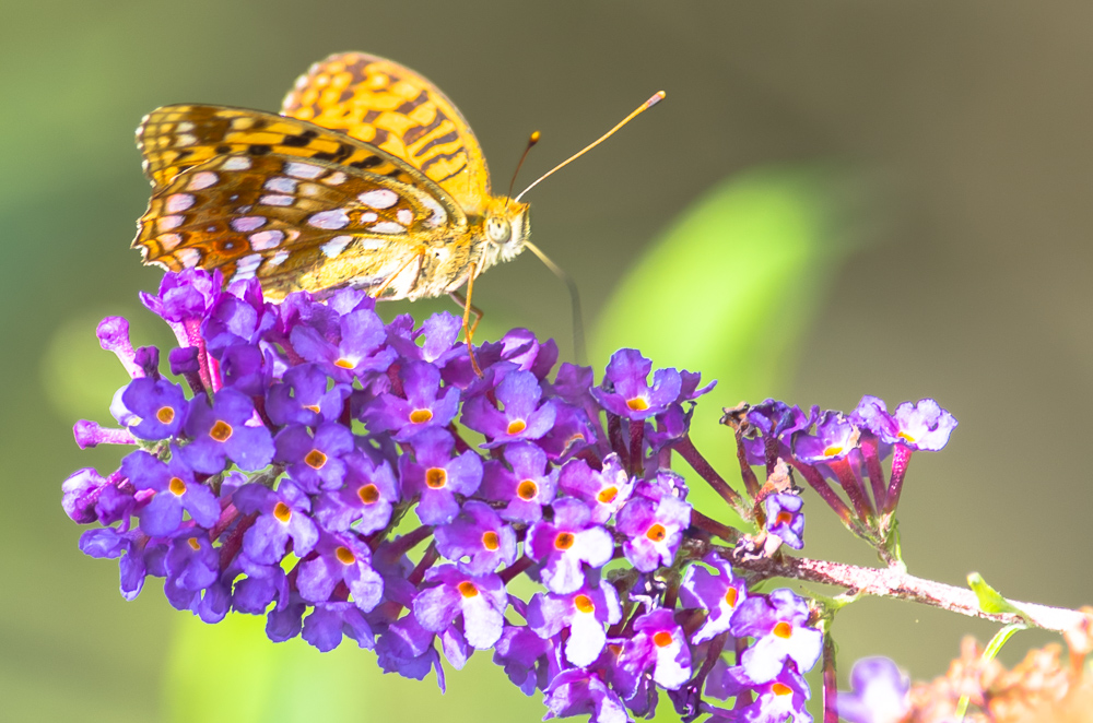 Feuriger Perlmutterfalter auf Sommerflieder