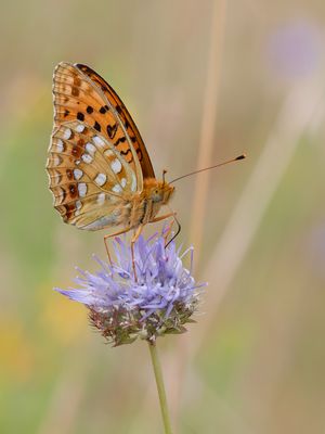 Feuriger Perlmutterfalter
