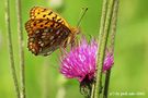 Feuriger Perlmutterfalter (Fabriciana adippe) von Udo Walter Pick