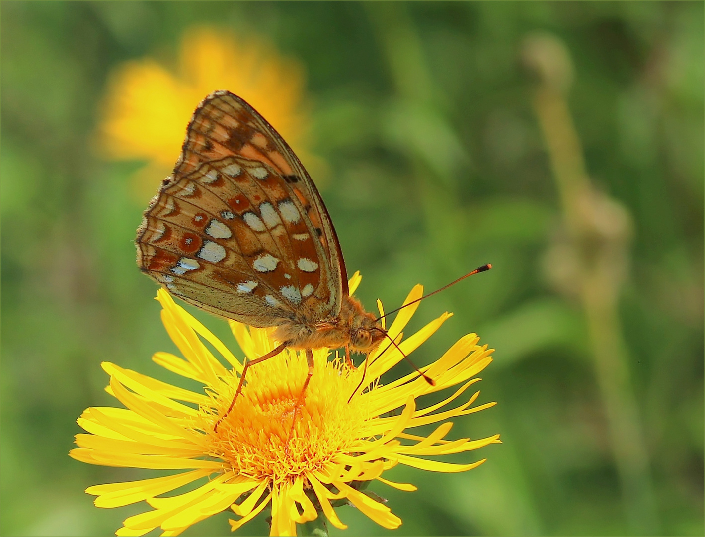 Feuriger Perlmutterfalter (Fabriciana adippe).