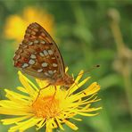 Feuriger Perlmutterfalter (Fabriciana adippe).