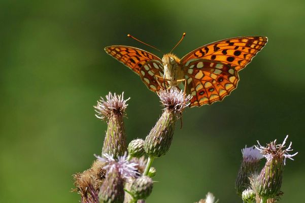 Feuriger Perlmuttfalter