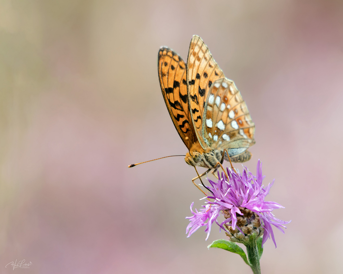 Feuriger Perlmuttfalter Foto &amp; Bild | makro, natur, schmetterling ...