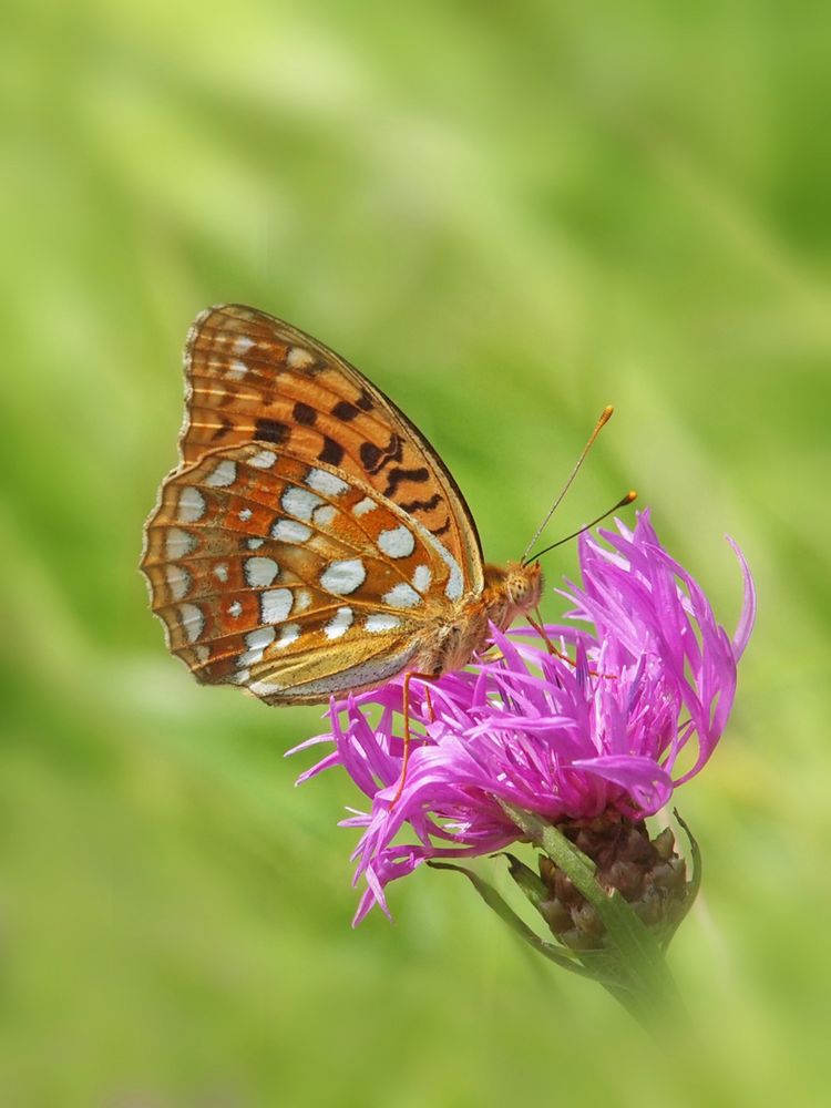 Feuriger Perlmuttfalter, (Argynnis adippe) 