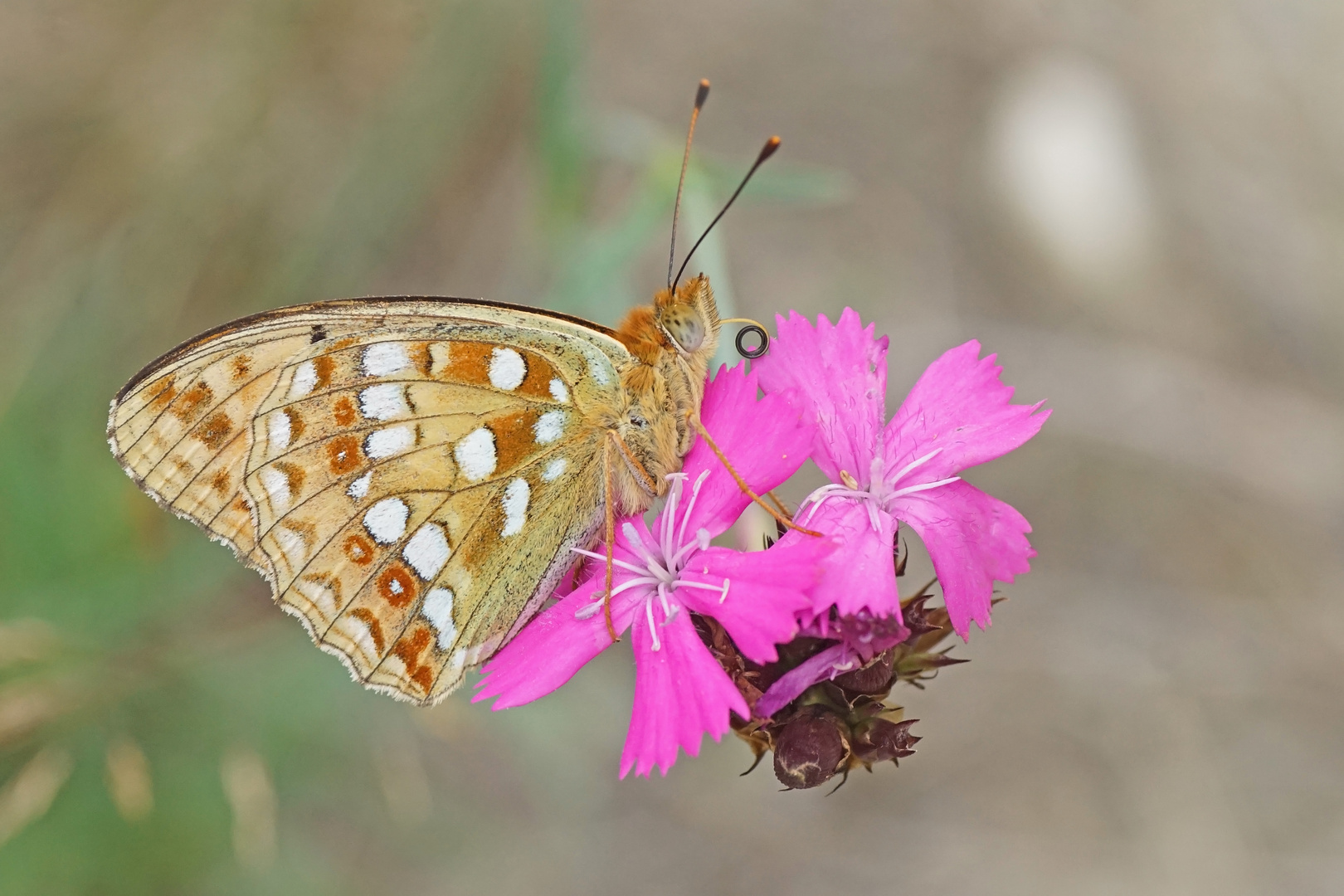 Feuriger Perlmuttfalter (Argynnis adippe)