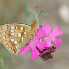 Feuriger Perlmuttfalter (Argynnis adippe)