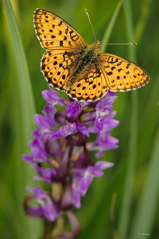 Feuriger Perlmuttfalter - Argynnis adippe - an Knabenkraut