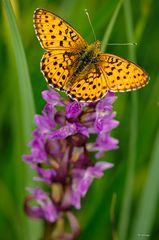 Feuriger Perlmuttfalter - Argynnis adippe - an Knabenkraut