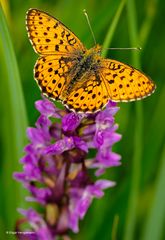 Feuriger Perlmuttfalter - Argynnis adippe - an Knabenkraut_fc