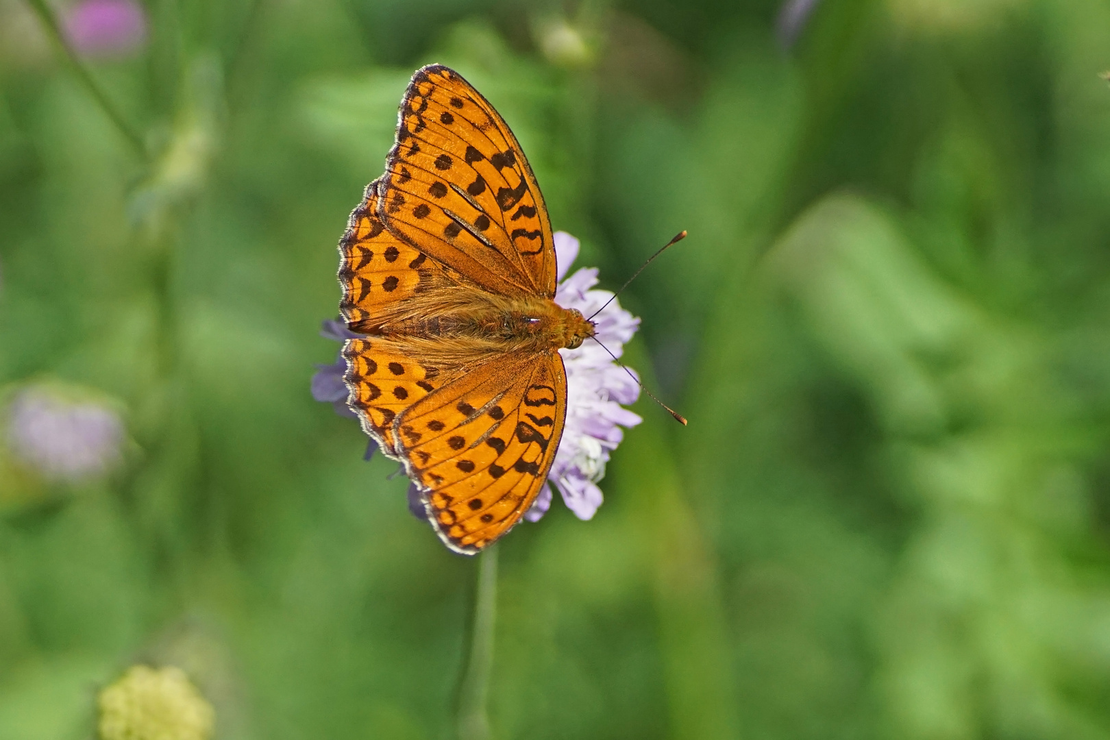 Feuriger Perlmuttfalter (Argynnis adippe), Männchen