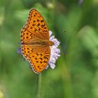 Feuriger Perlmuttfalter (Argynnis adippe), Männchen