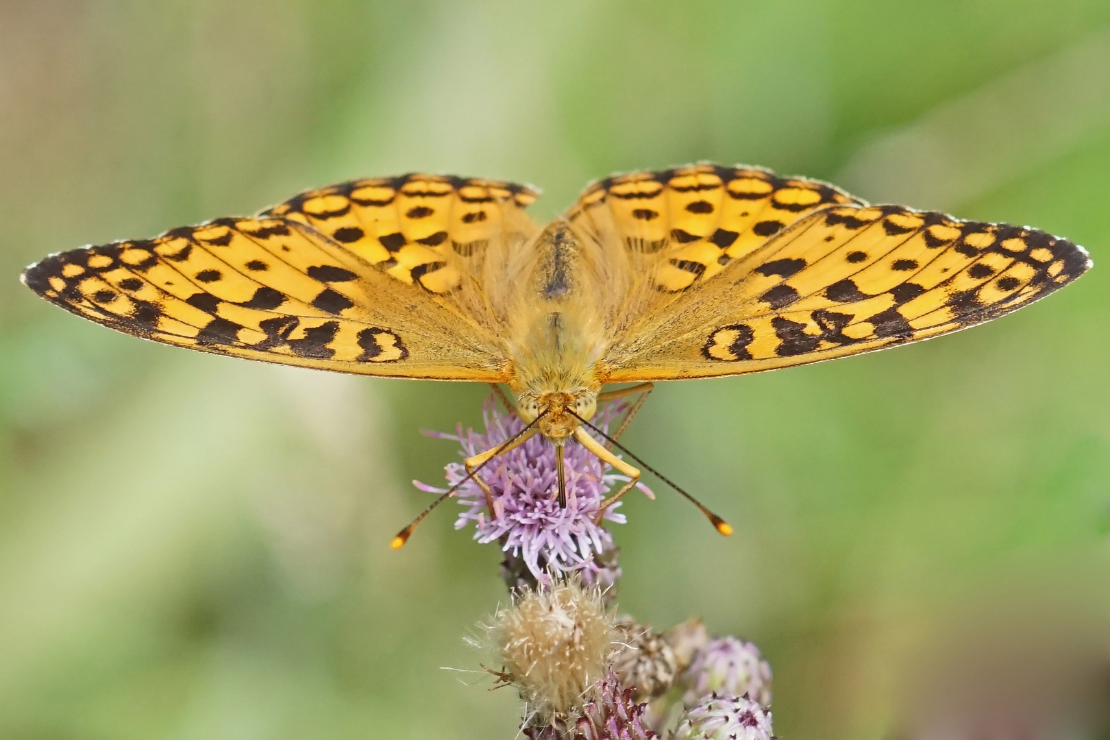 Feuriger Perlmuttfalter (Argynnis adippe), Weibchen