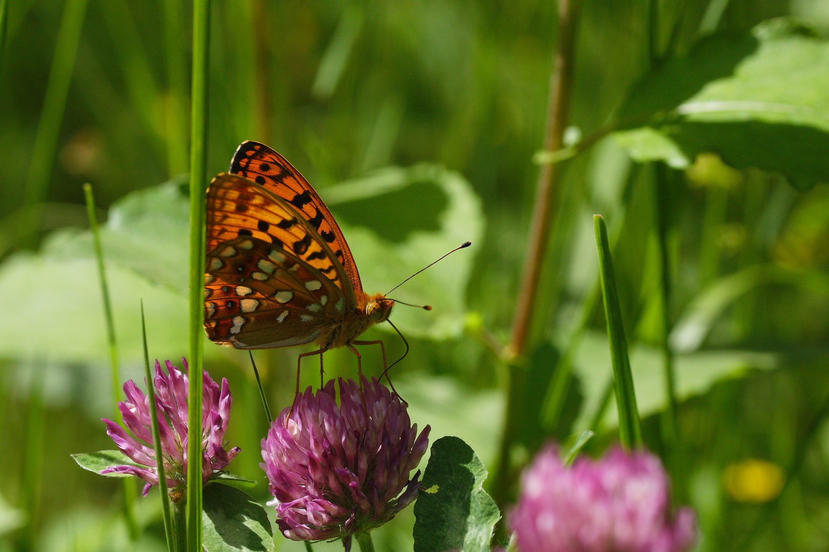 feuriger Perlmuttfalter (Fabriciana adippe)