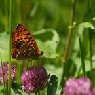 feuriger Perlmuttfalter (Fabriciana adippe)