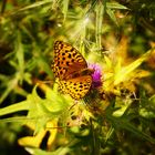 Feuriger Perlmuttfalter ( Fabriciana adippe)