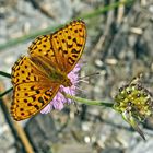 Feuriger Perlmuttfalter, Männchen (Argynnis adippe). - Moyen Nacré.