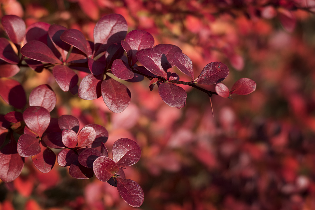 Feuriges Herbstlaub