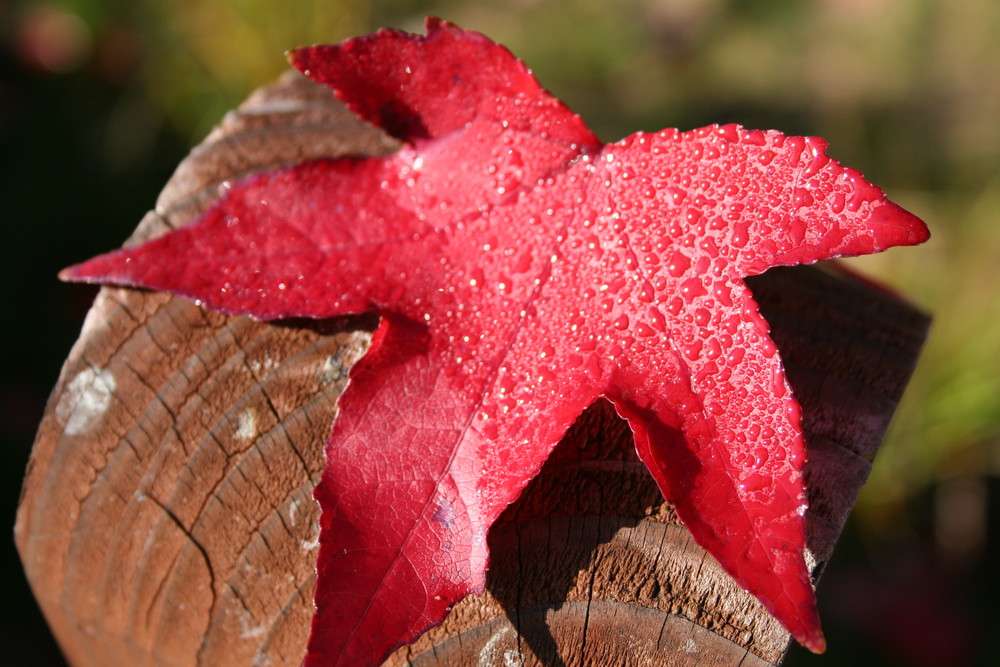 Feuriges Rot im Morgentau!