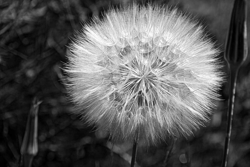 Feux d'artifice