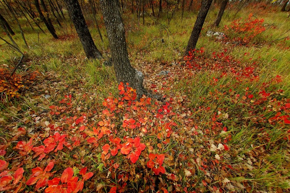 Feux d'automne von MGATTI 