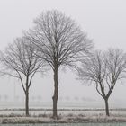 fever tree ... im Herbst