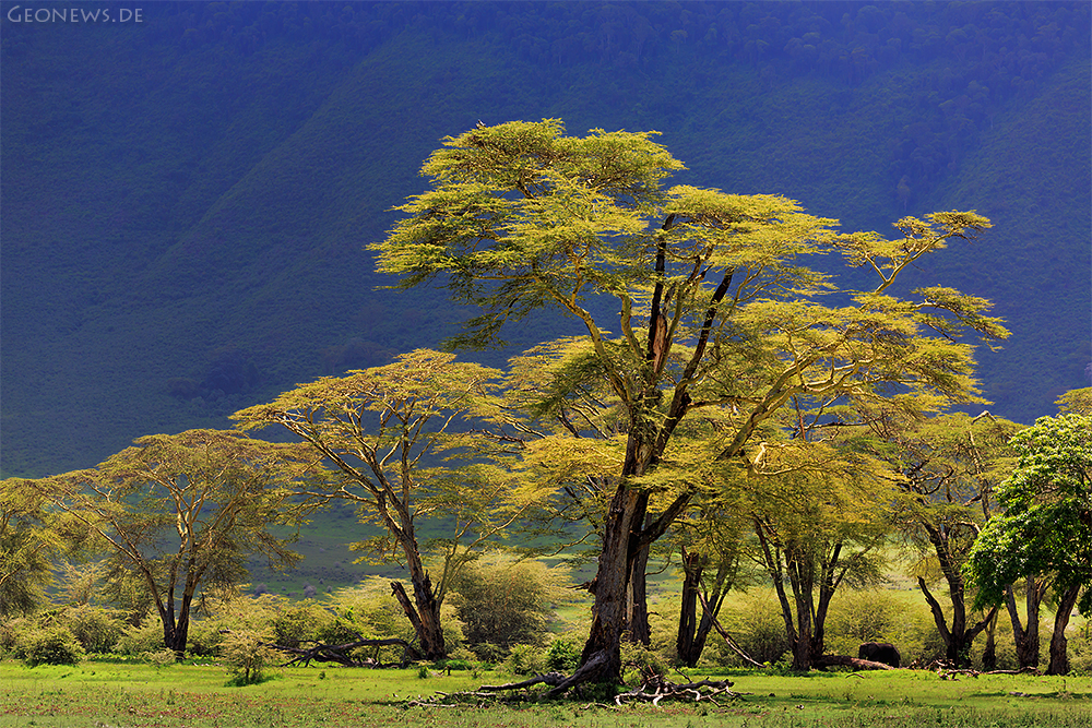 fever trees