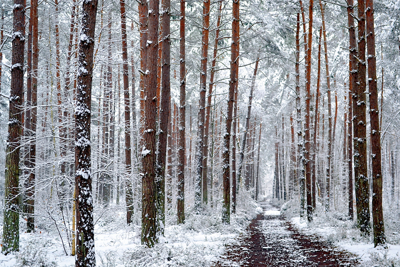 Fevrier Photo Et Image Arbres Nature Paysages Images Fotocommunity