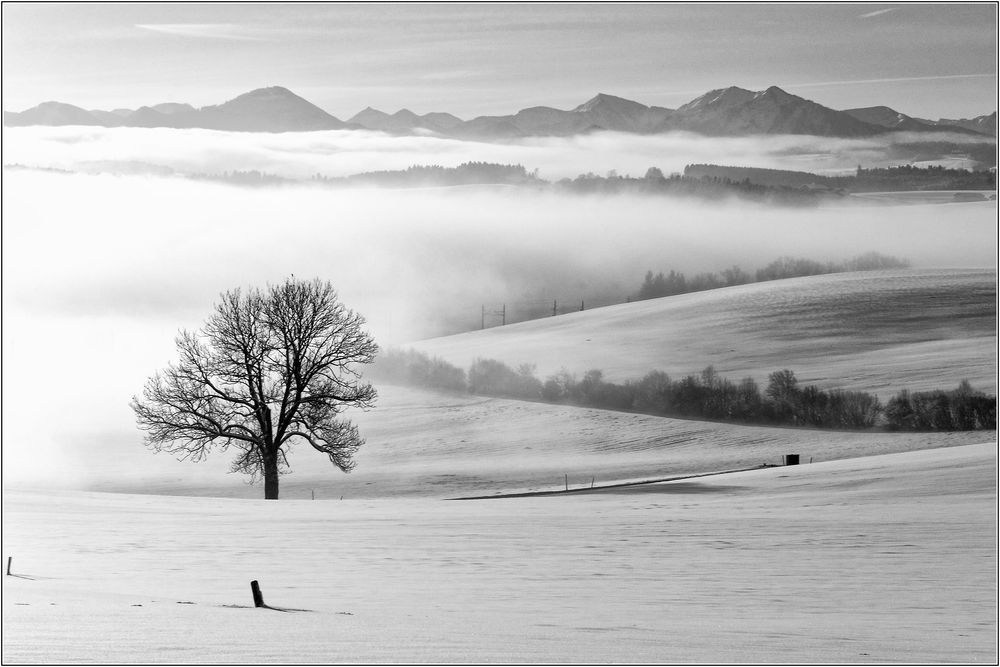 Nebel von Norbert Kurz