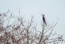 2017-02-cormoran de longeronfr