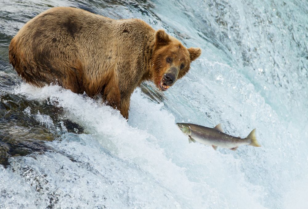 Doppelportrait Grizzly und Lachs von un-scharf