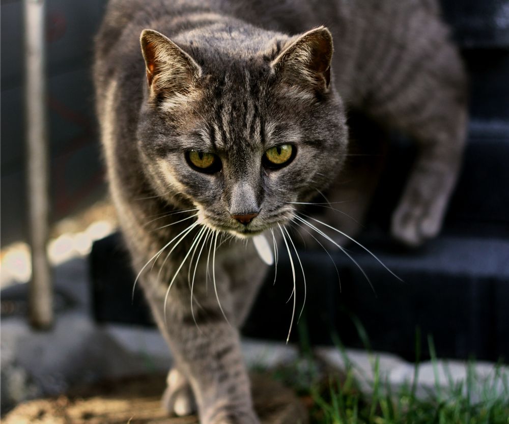 Böser Kater von helen.Leubner