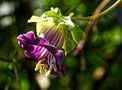 flower portrait von mexs.ch