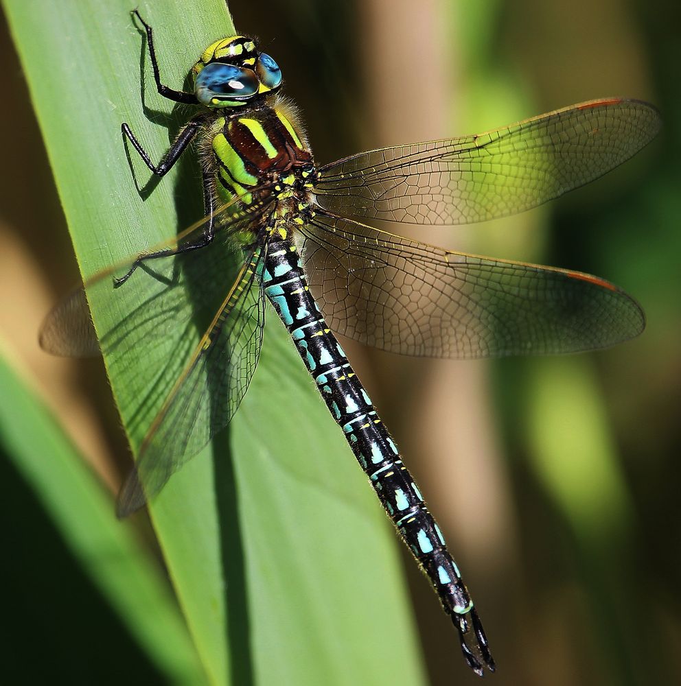 Libelle von Jacoby Alain 