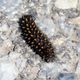 Baldrian-Scheckenfalter (Melitaea diamina) ? 