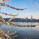 Kirschblte an der Elbe