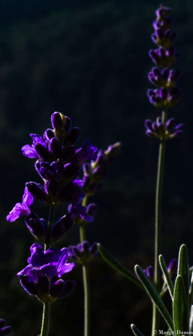 ffffDSC_0031-2 Lavendel