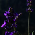 ffffDSC_0031-2 Lavendel