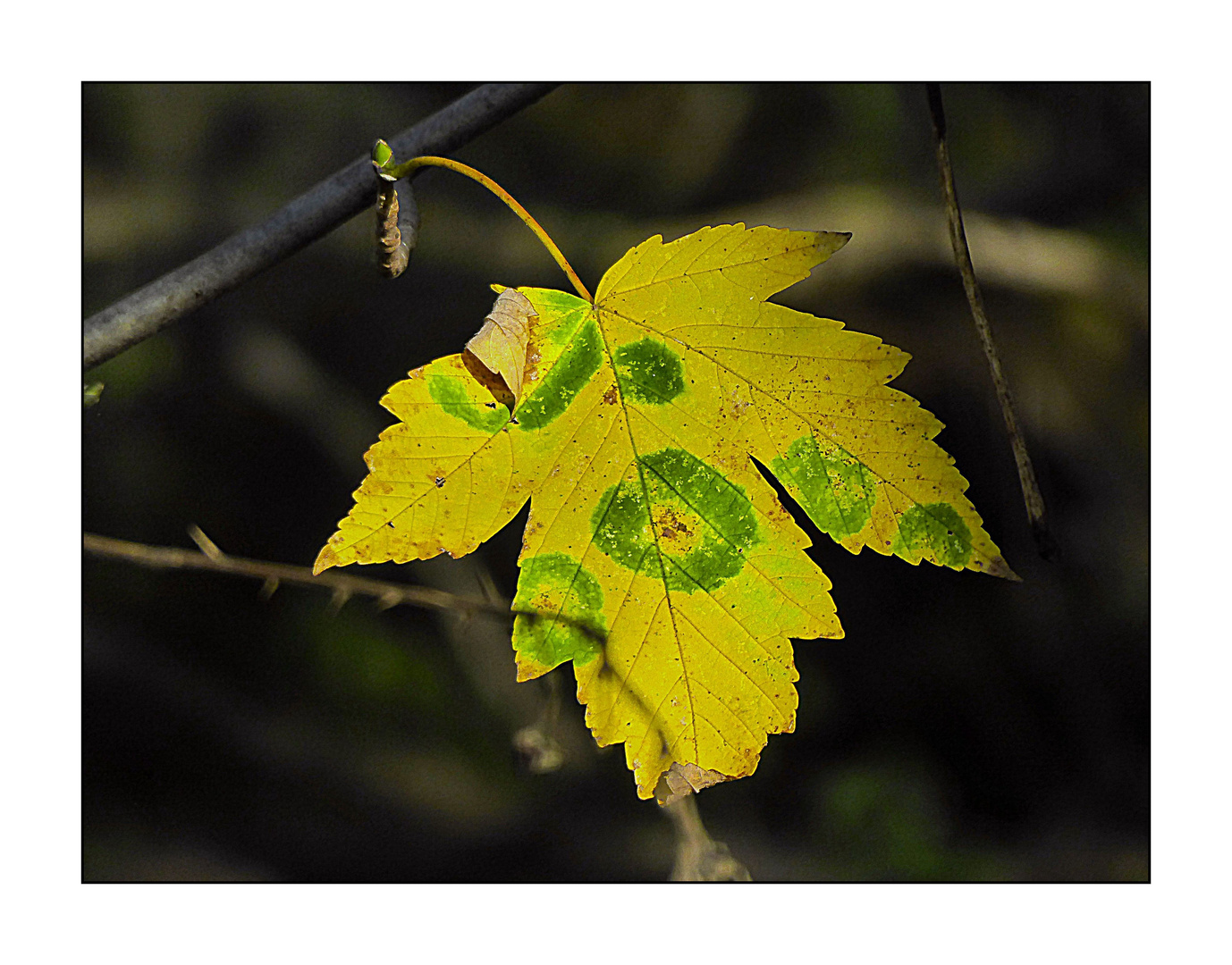 ffs-Makro Herbstblatt