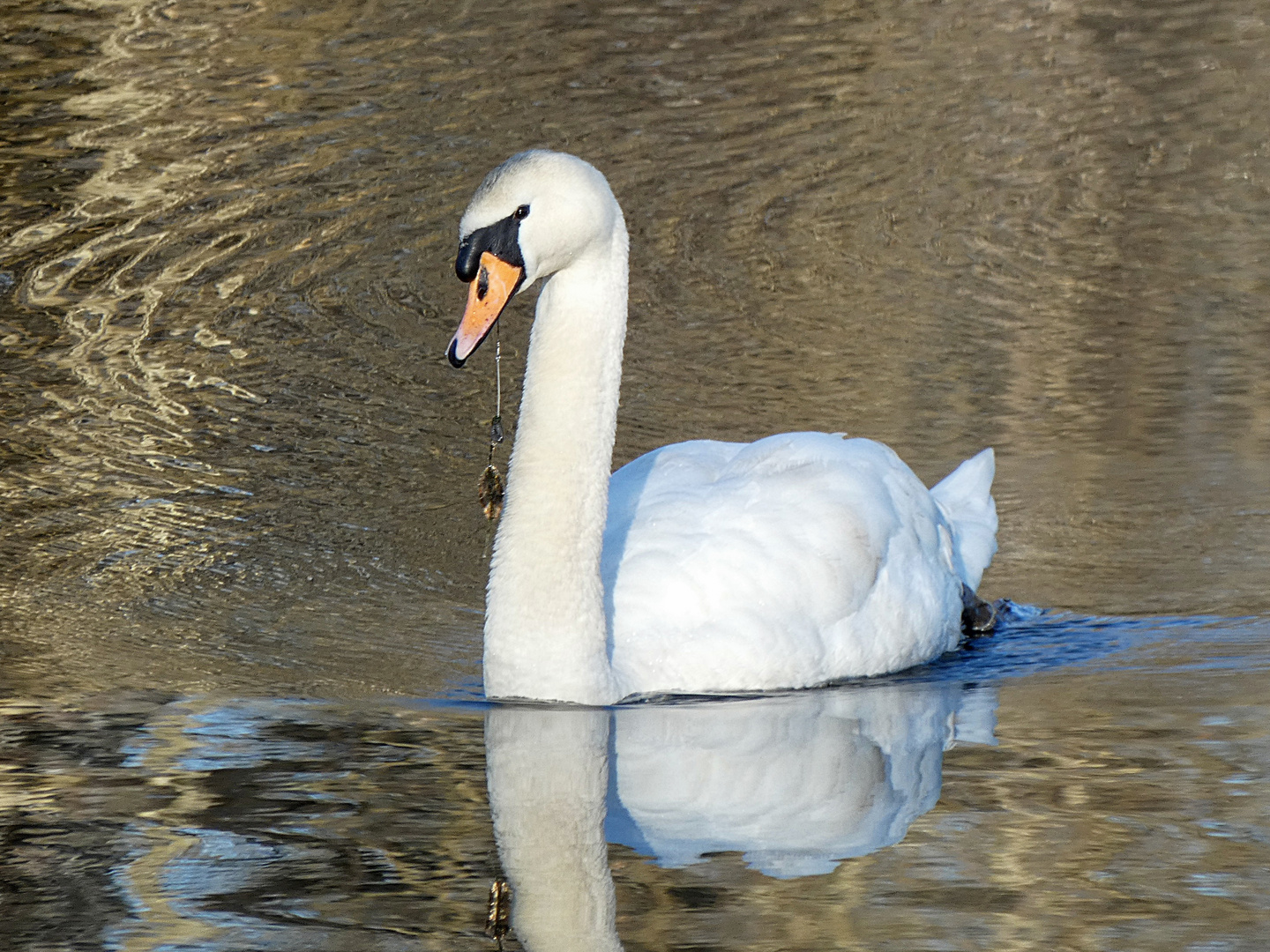 FI comme FIL de pêche