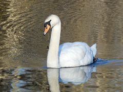 FI comme FIL de pêche